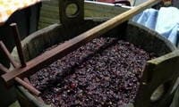 Чача из винограда в домашних условиях - 5 простых рецептов с фото пошагово