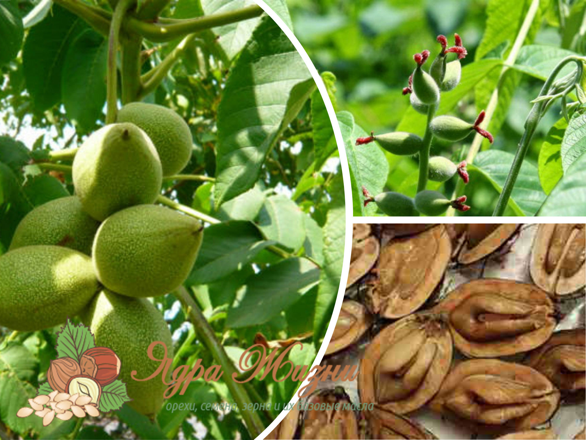 Маньчжурский орех дерево описание фото и описание