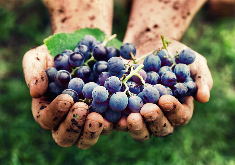 сорта винограда для производства шампанских вин и игристых просекко синий красный виноград в горстях в ладонях грязных у человека в земле