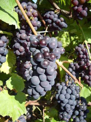 Виноград северный Саперави