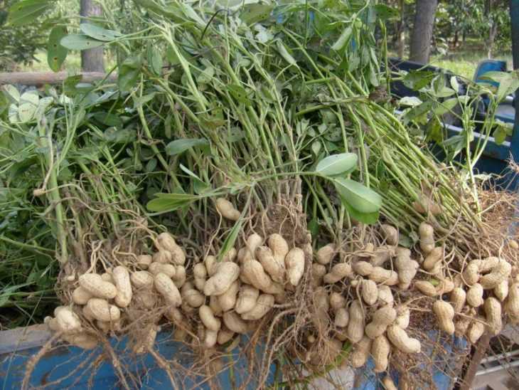 Земляной орех - как вырастить арахис своими руками? Польза, вред и особенности выращивания (105 фото)