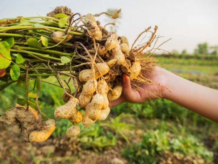 Земляной орех - как вырастить арахис своими руками? Польза, вред и особенности выращивания (105 фото)