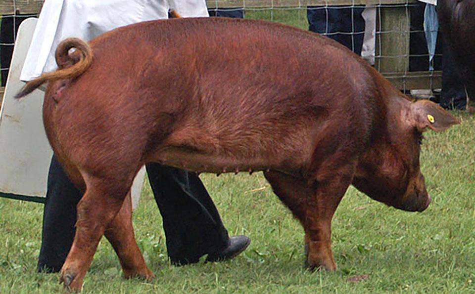 Свинья породы Дюрок