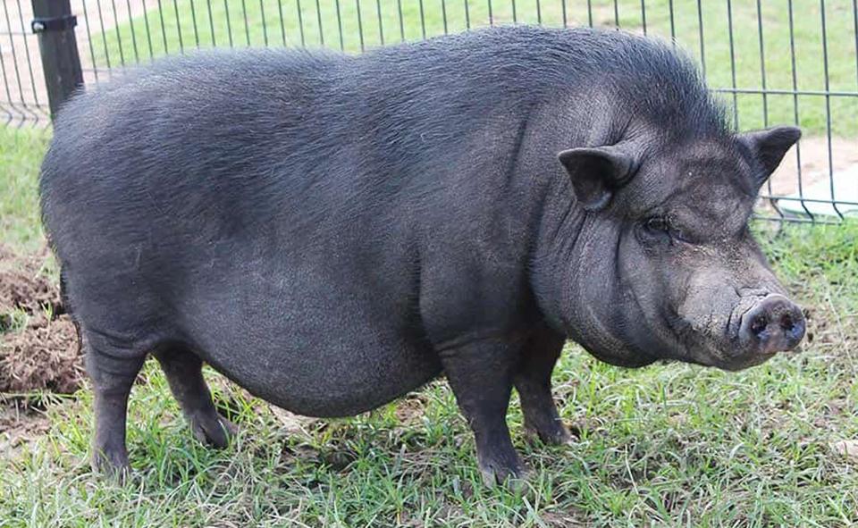 Вьетнамская порода свиней