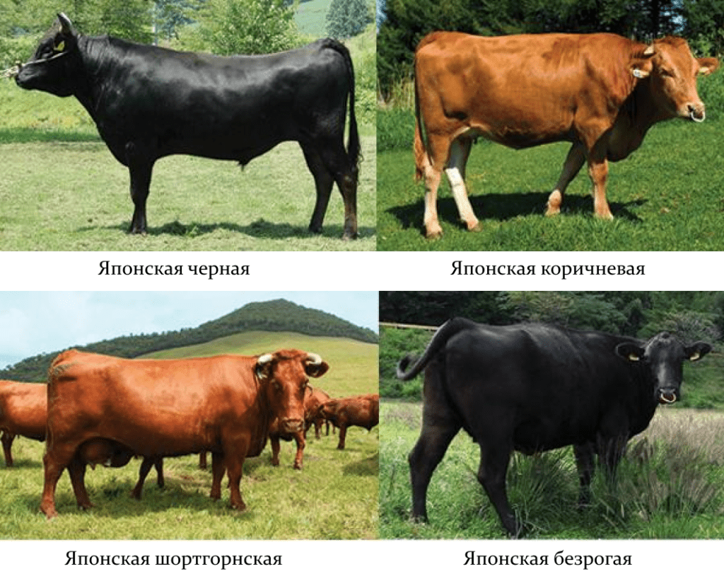 4 породы японских коров для вагю