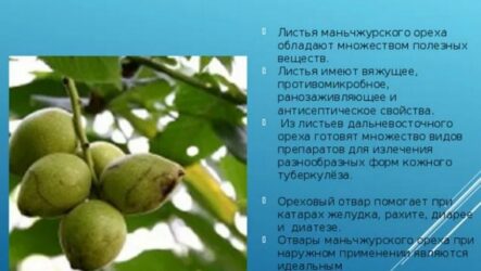Маньчжурский орех: можно ли есть, полезные и лечебные свойства, возможные противопоказания, фото дерева