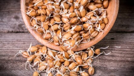 Самогон из пшеницы: пошаговая инструкция для самогонщиков