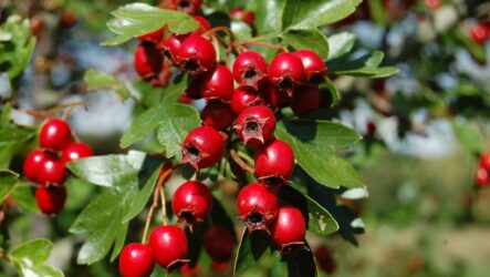 Боярышник – полезные свойства, выращивание, сушение ягод