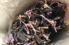 Иван-чай: полезные свойства, противопоказания и способы заваривания